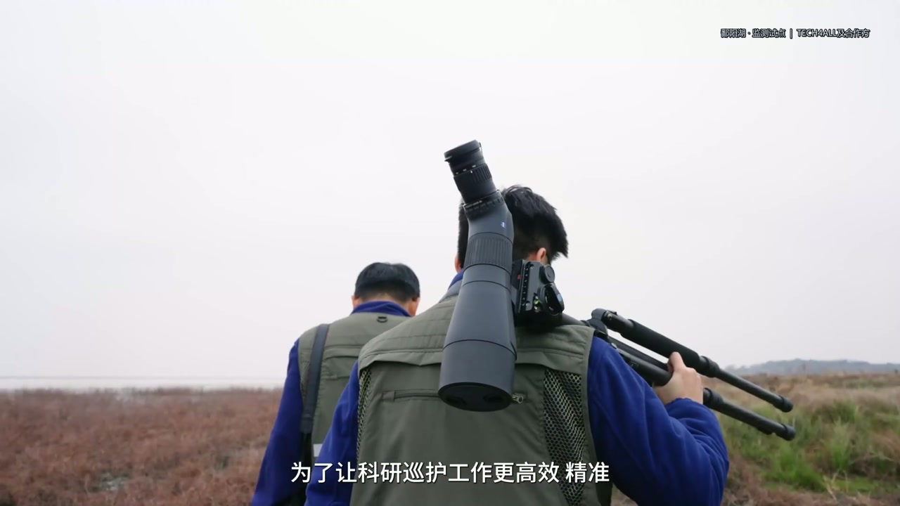 鄱阳湖白鹤监测报道画面